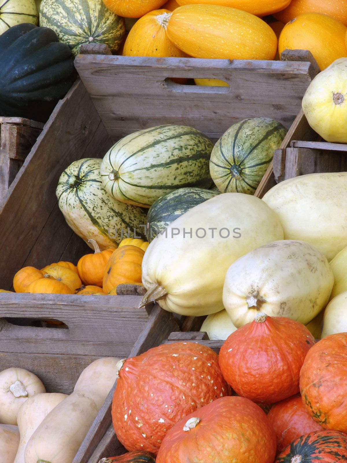 Pumpkins and squashes in wooden boxes at the market