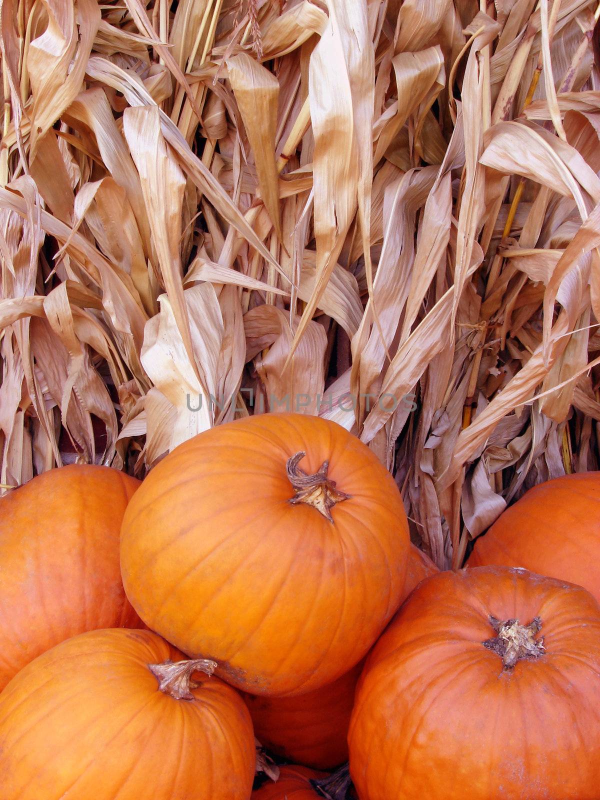 Pumpkins and dry corn stalk in autumn