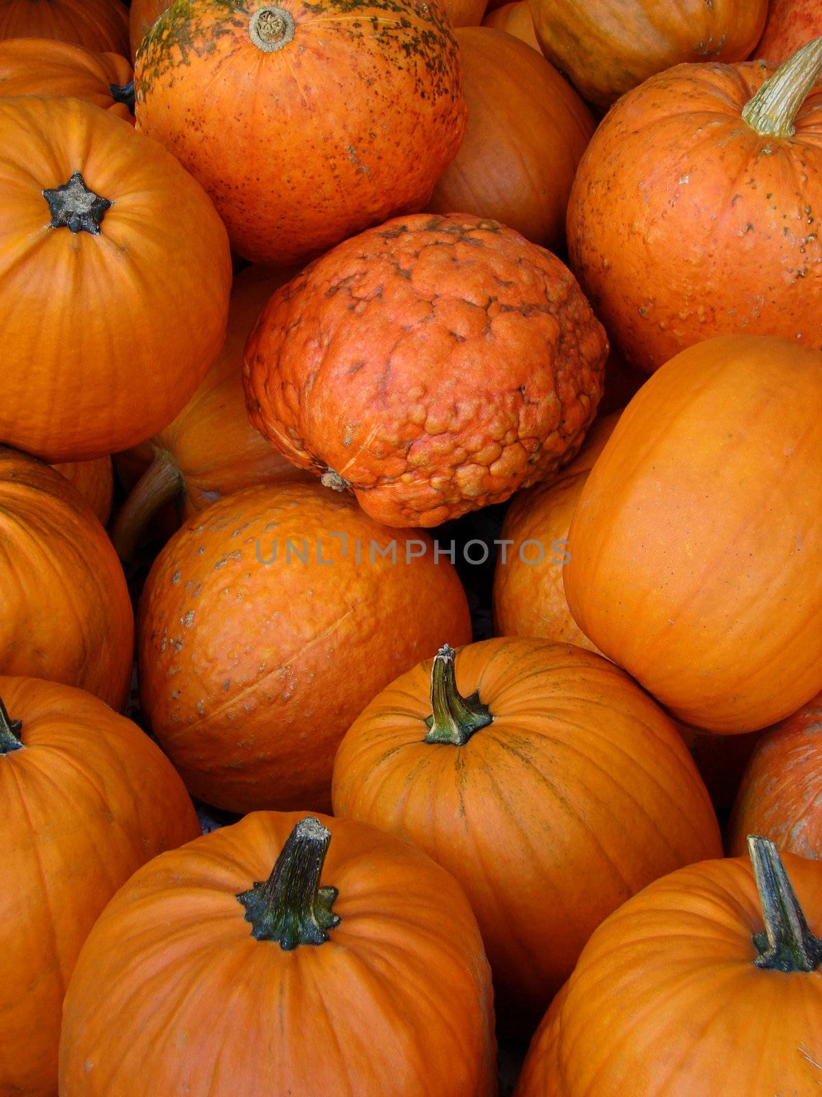 Small Pumpkins by Thorvis