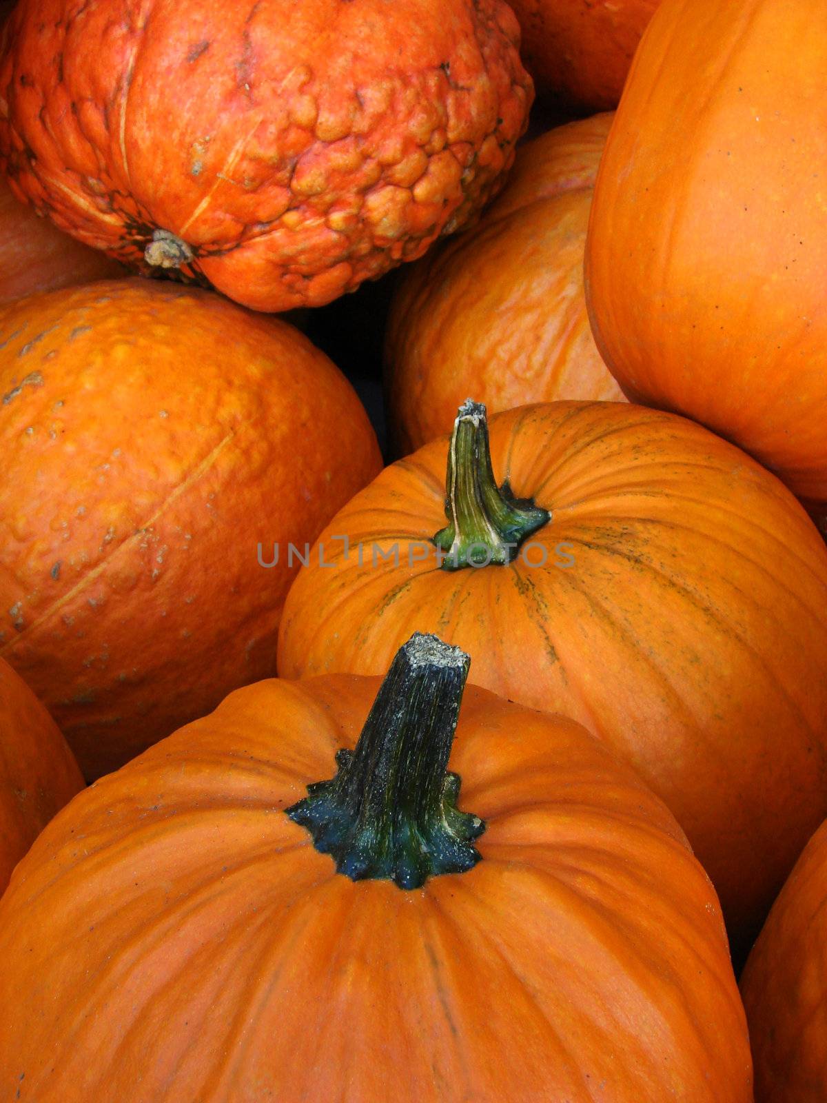 Close-up of small pumpkins in an autumn scene