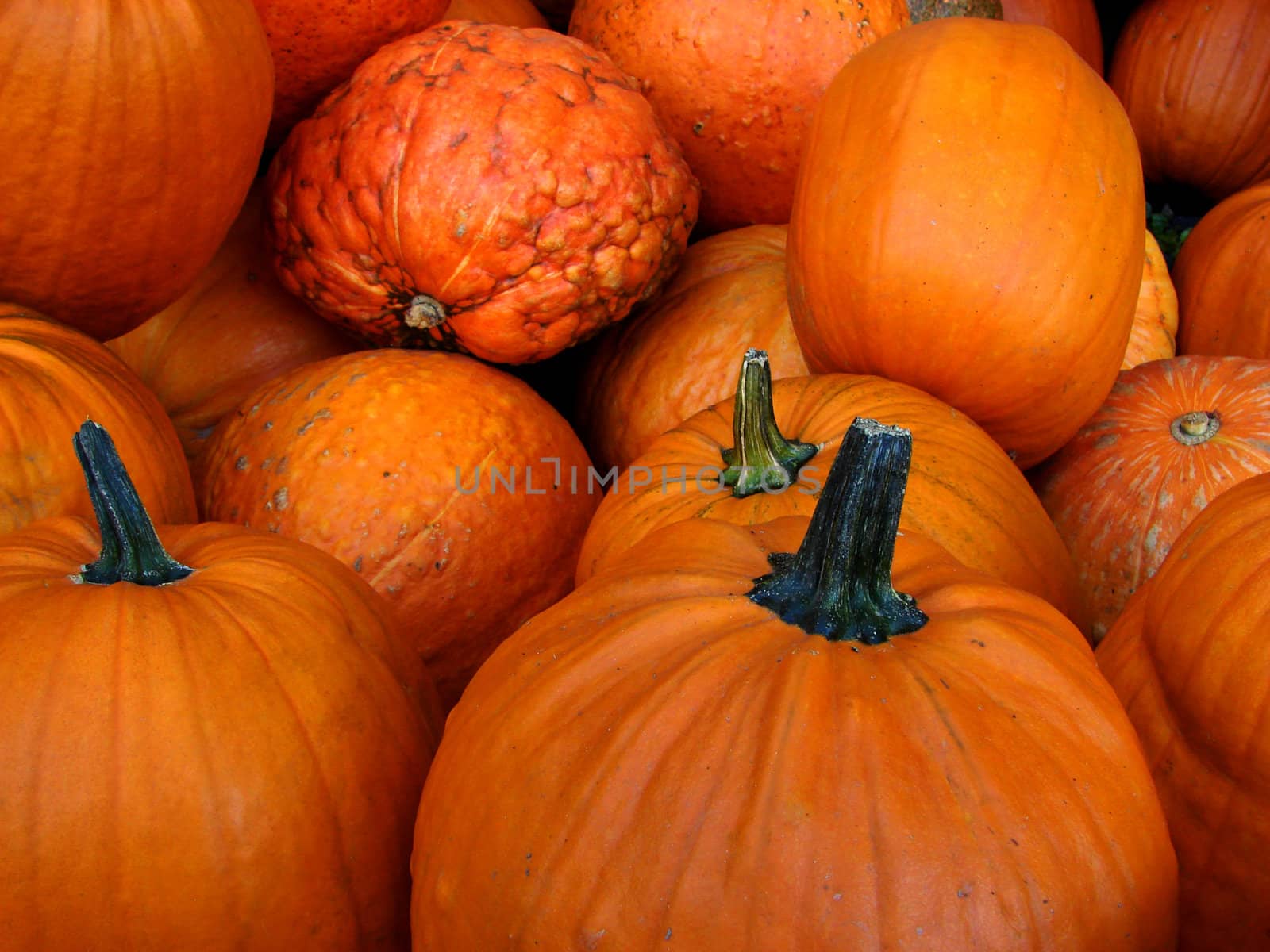 Close-up of small pumpkins in an autumn scene