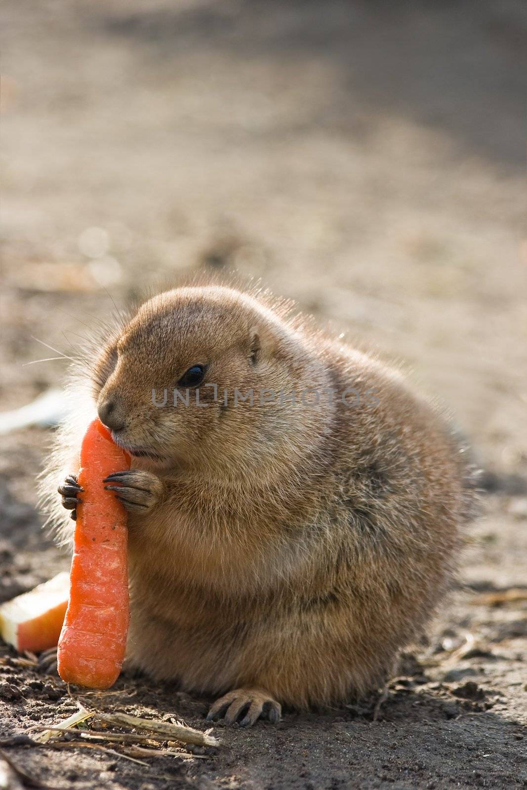 Prairie dog eating carrot by Colette