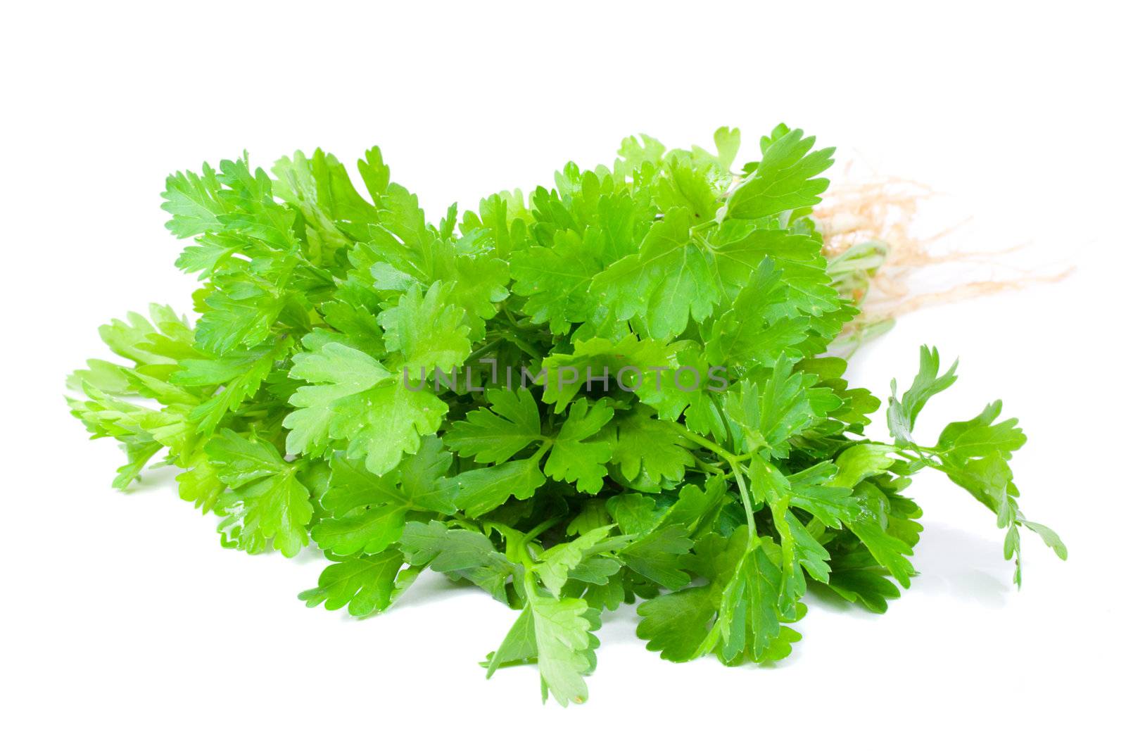 bouquet of parsley, isolated on white