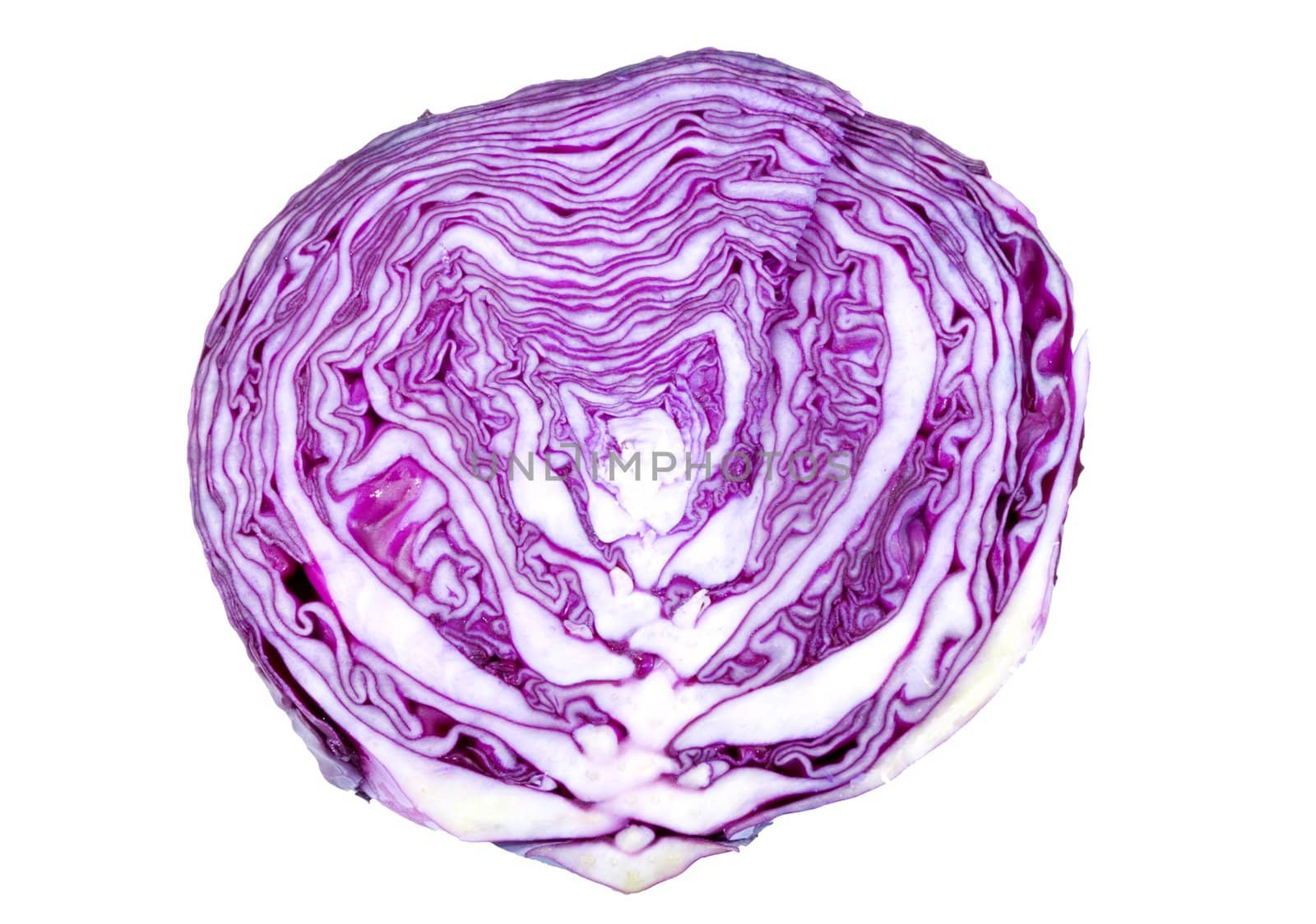 texture of a sliced head of cabbage - detail