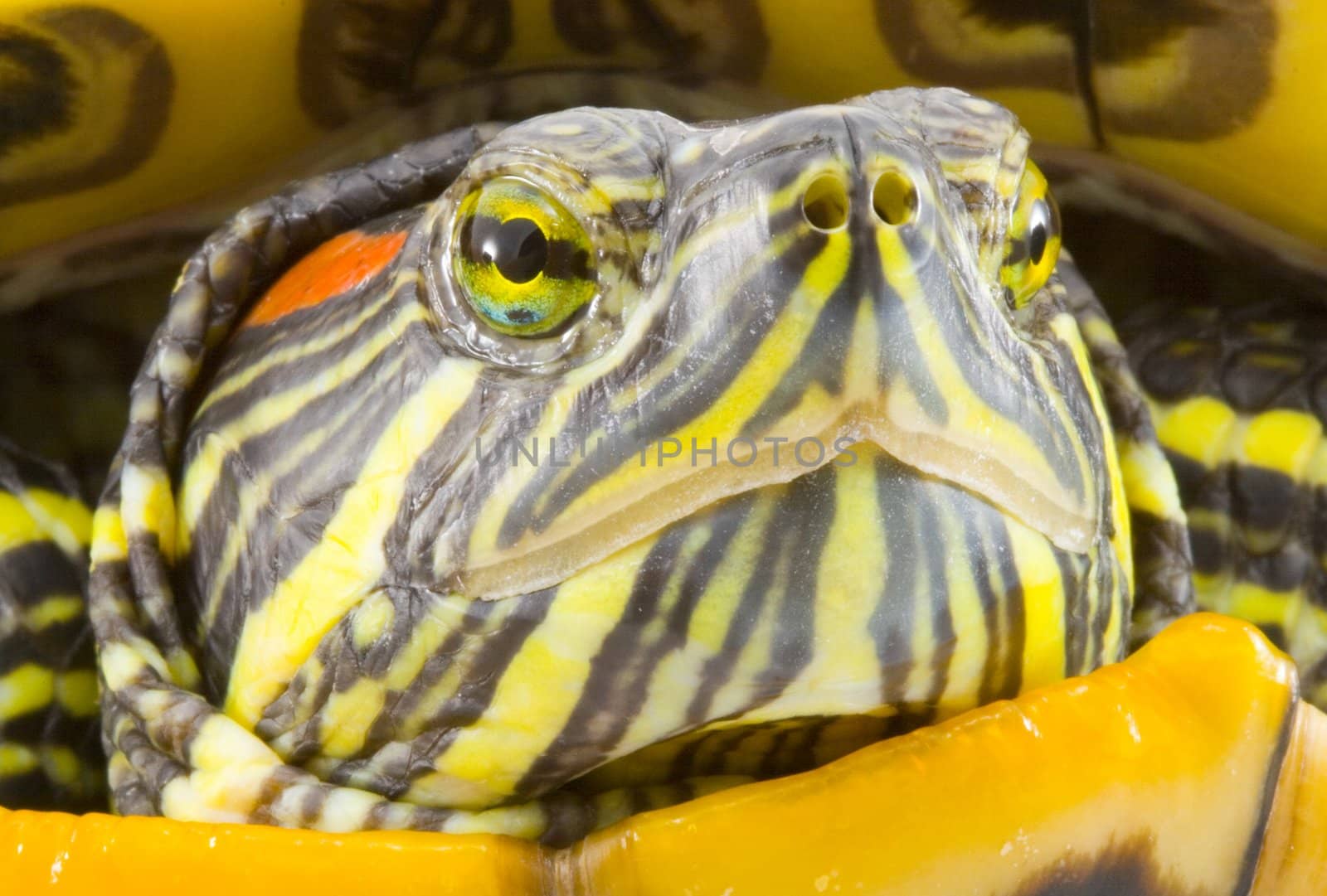 head and face of a turtle - Pseudemys scripta elegans - close up