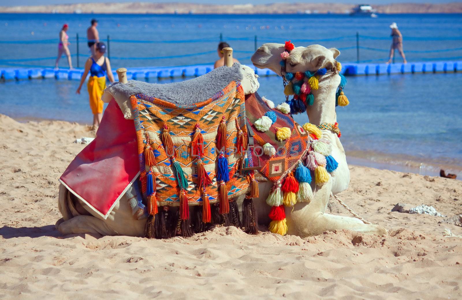 Egypt. On seacoast the camel lies and looks around.