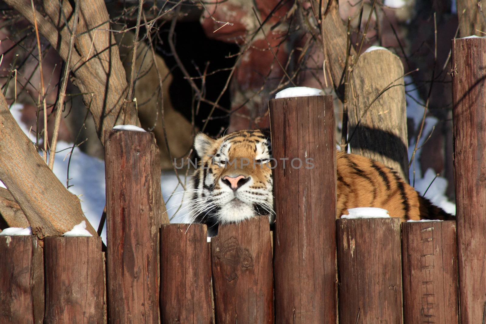 Fun scene with siberian tiger looking from behind the fence