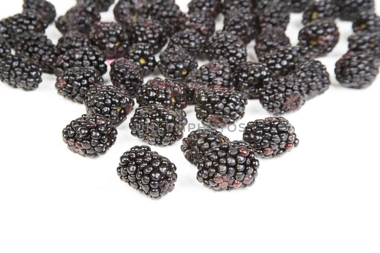 Closeup of dark purple blackberries on a bright whit background