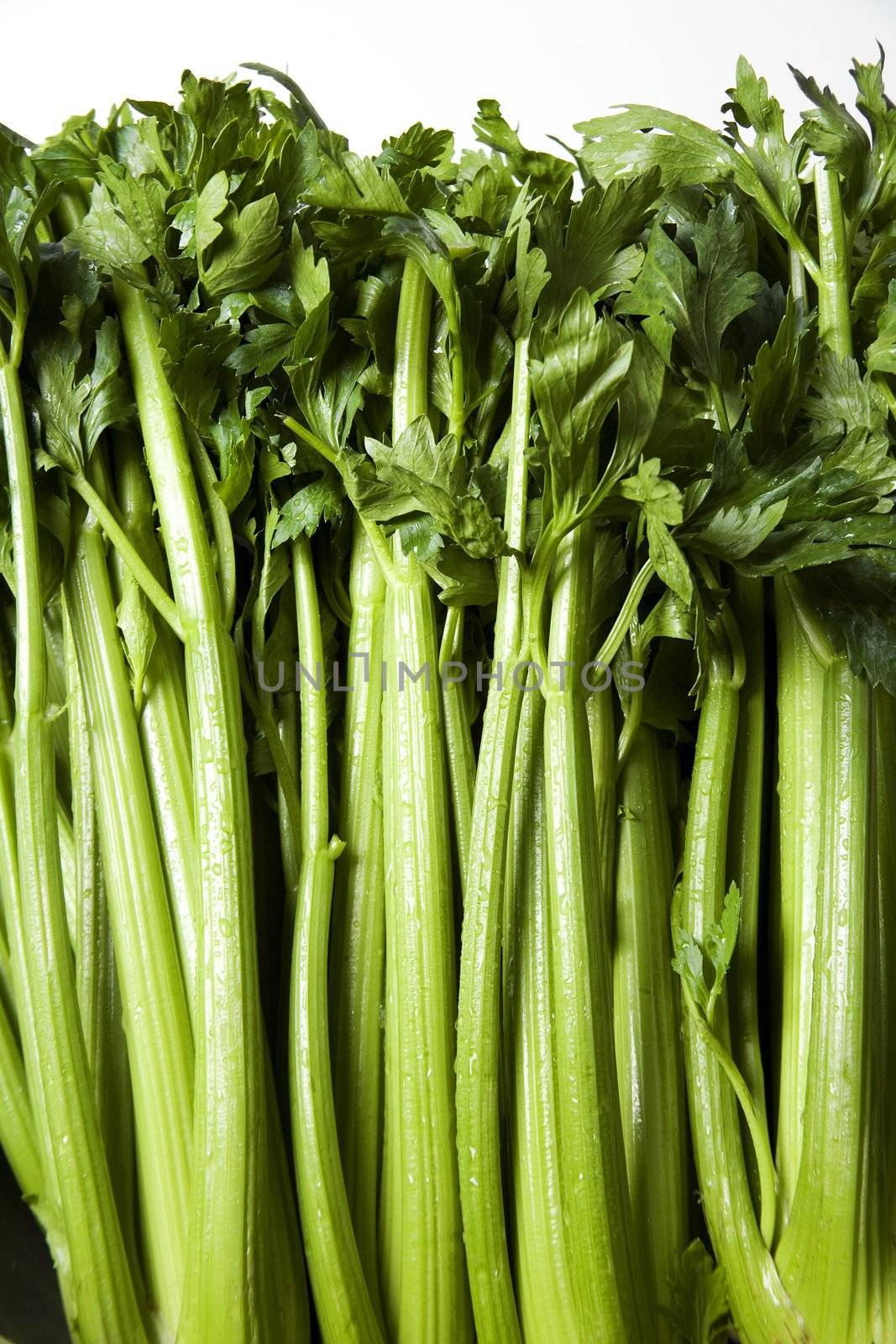 Closeup of green celery on a white background