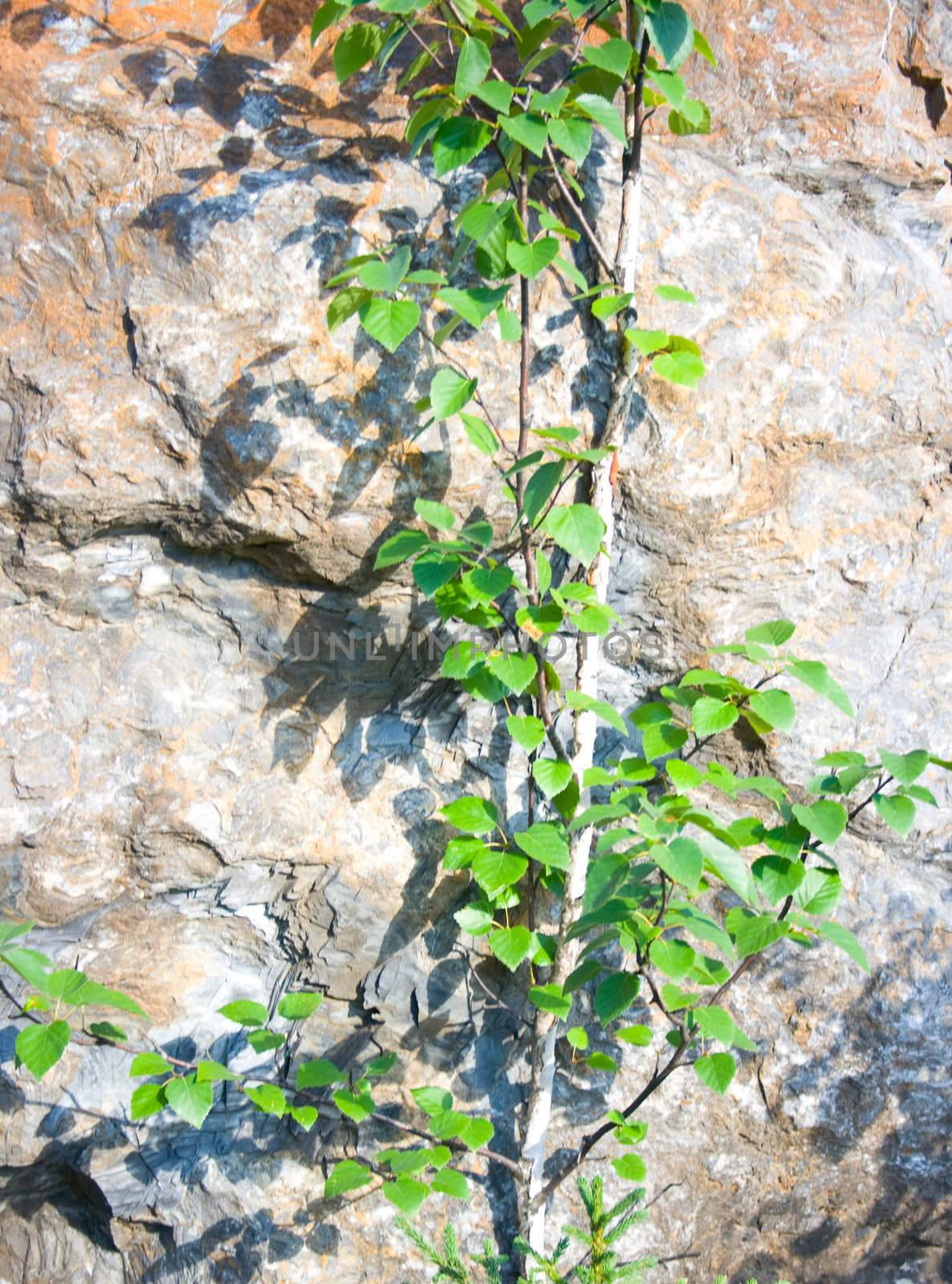 Young tree growing against the big mountain stone. Abstract background
