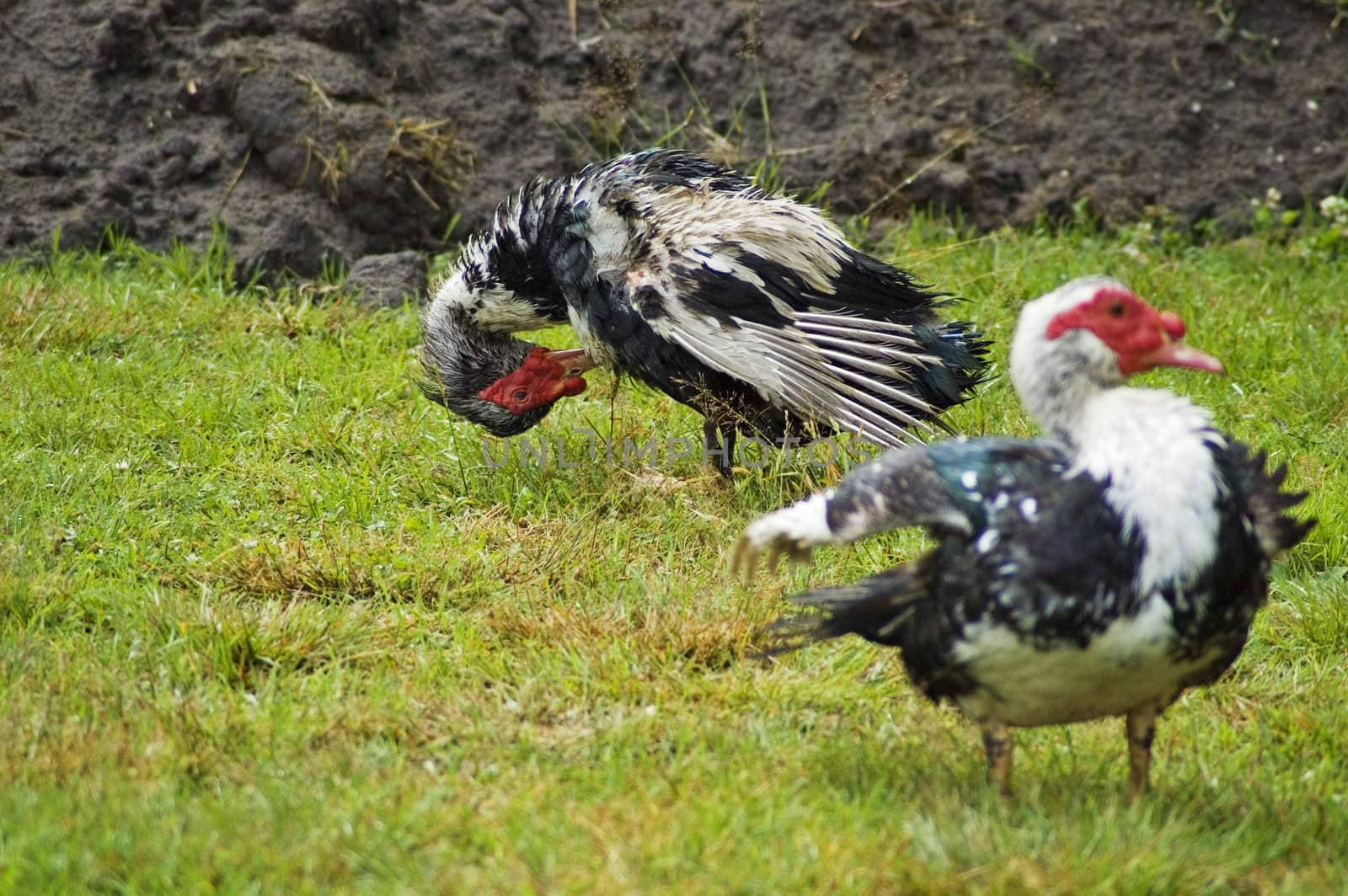 Domestic fowl by Michalowski