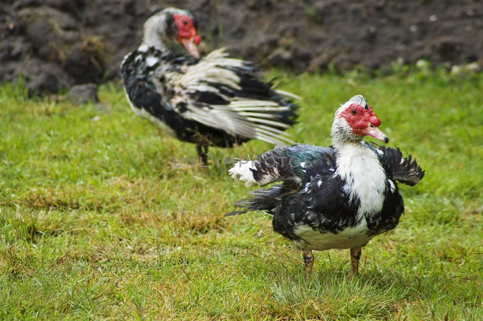 Domestic fowl on polish farm.