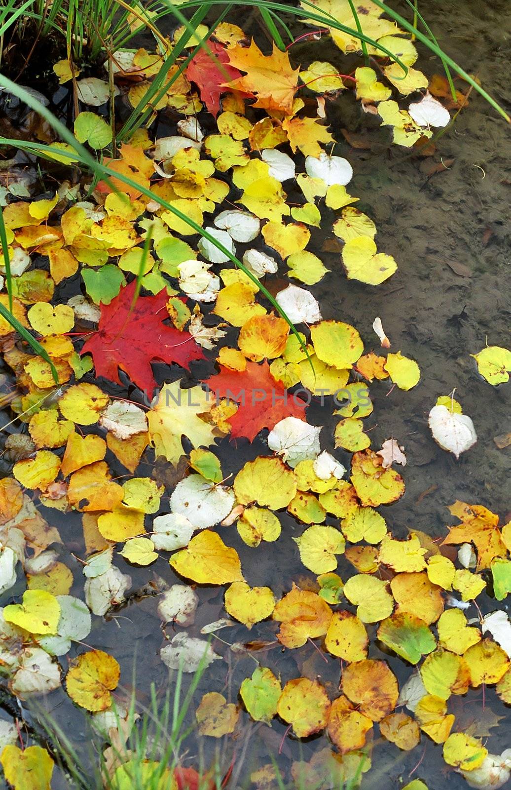 Fallen leaves in water by mulden