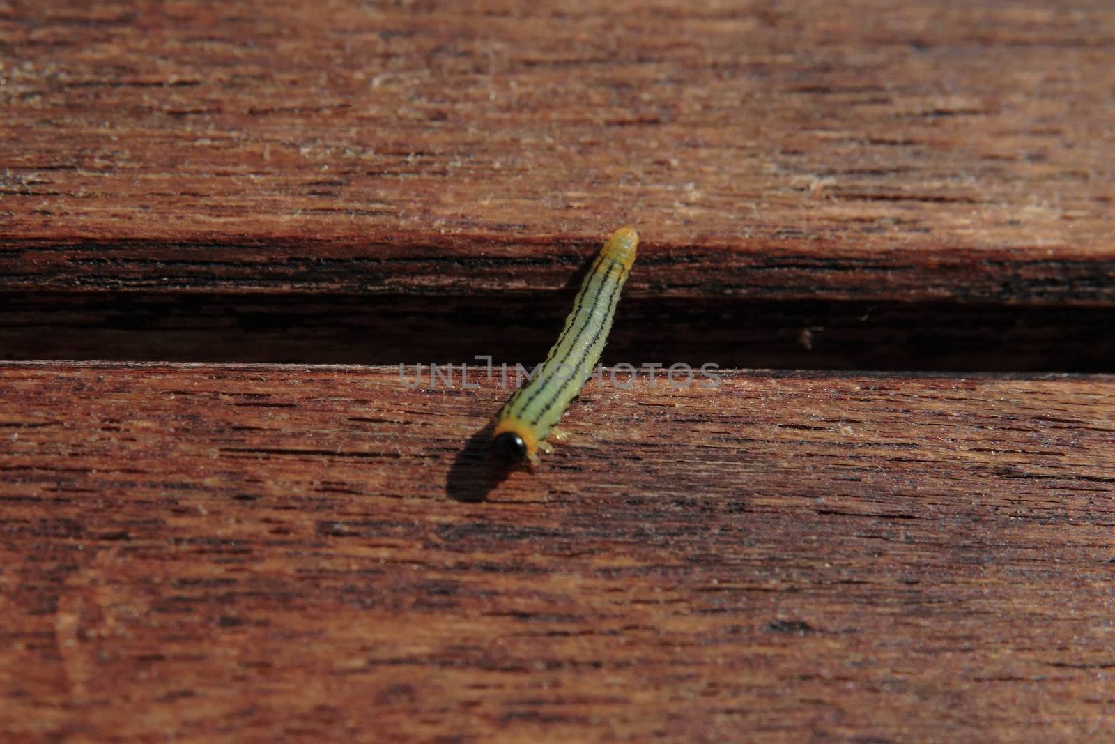 a lone tiny caterpillar bridging the gap