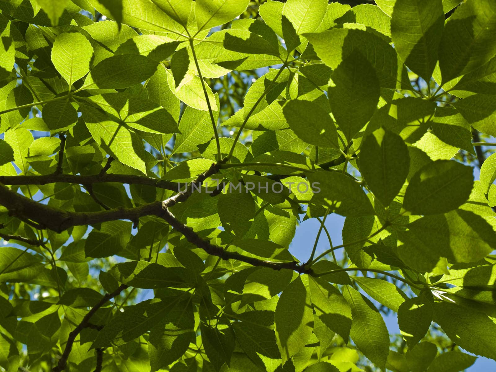Vivid green foliage agaist blue sky