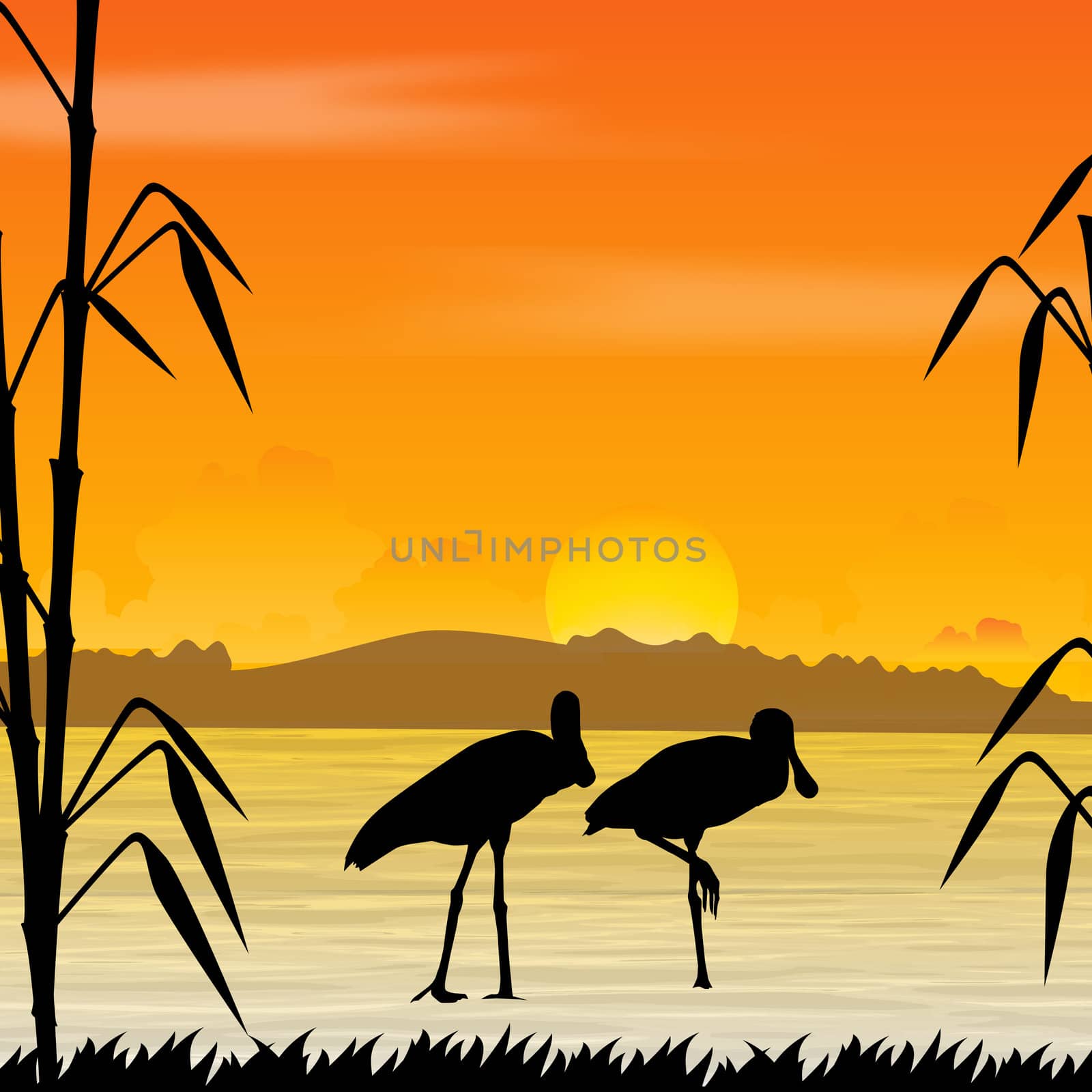 silhouette view of birds in water, wildlife