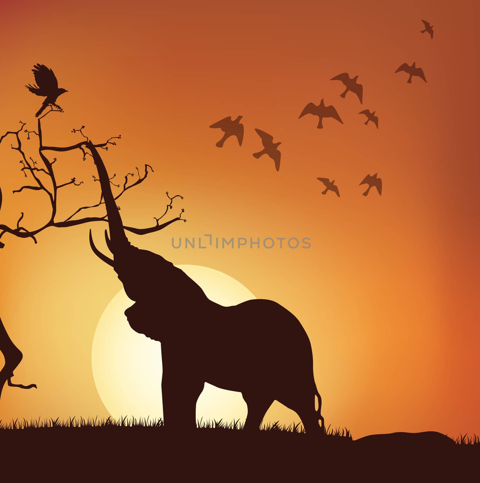 silhouette view of elephant pulling branches, sunrise,sunset by abhishek4383