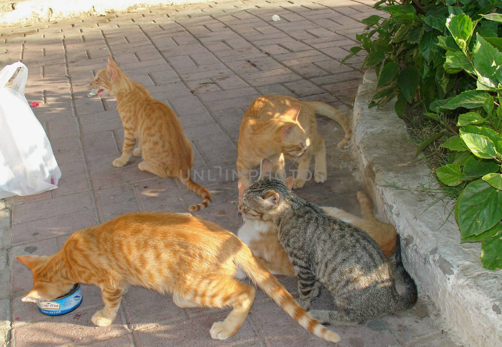  Wild cats on the streets of Sousse                               