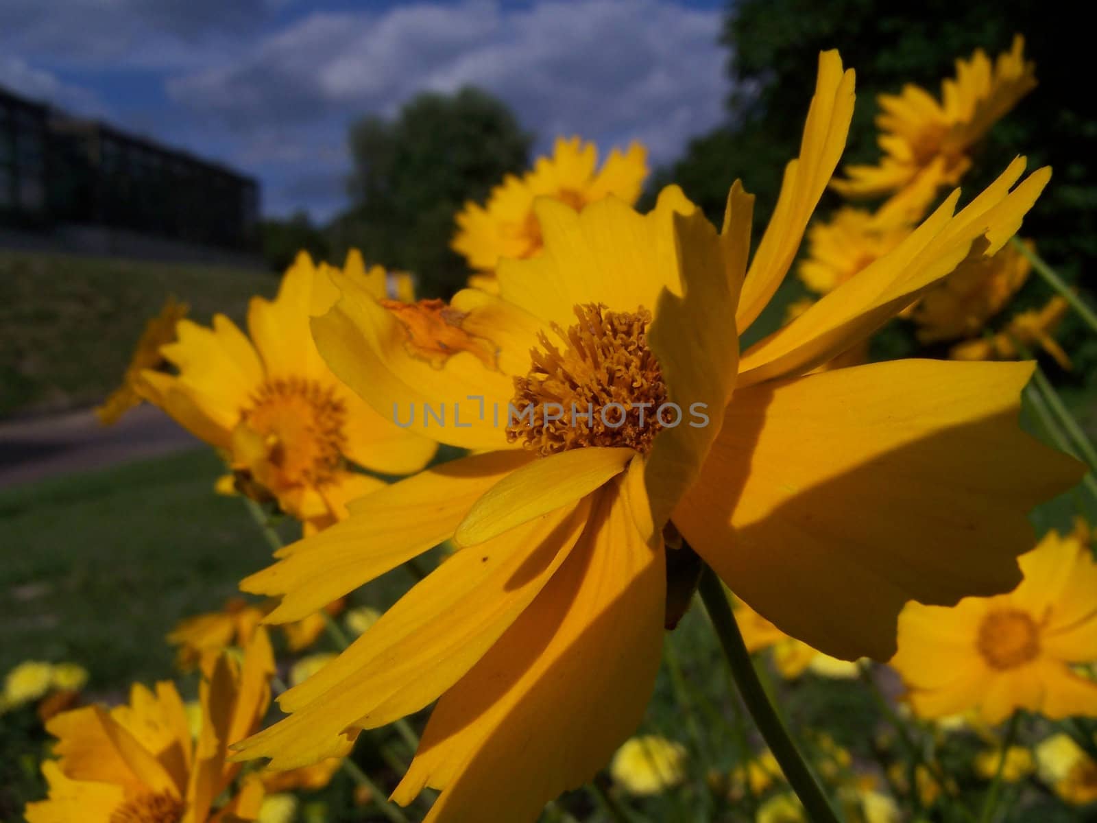 Sunny marigold by Lessadar