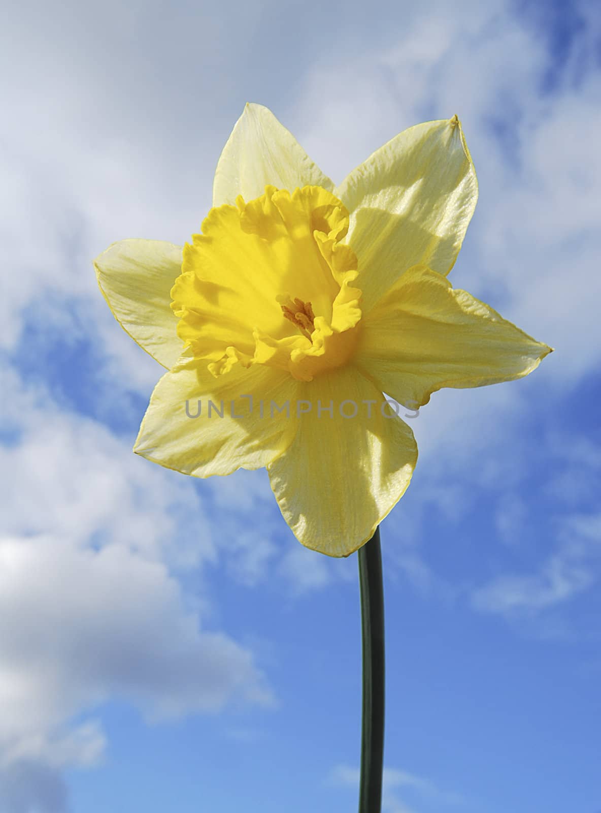 Closeup of yellow daffodil flower against blue cloudy sky.