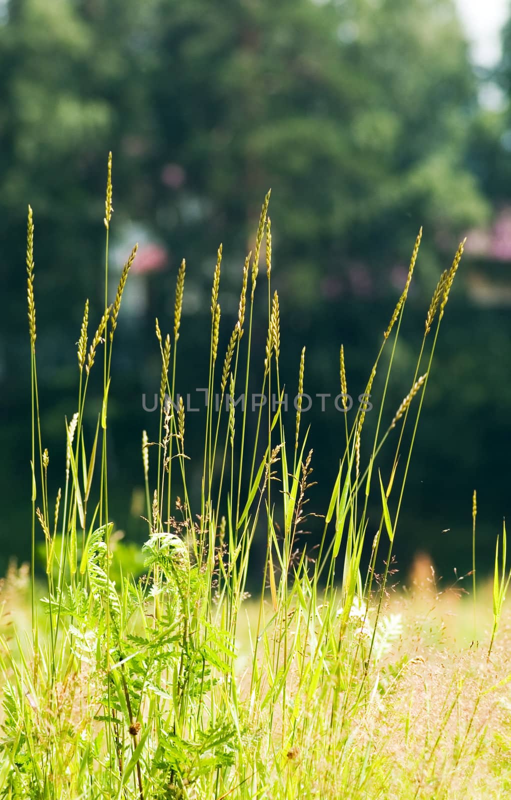 The green stalks of a grass in a field