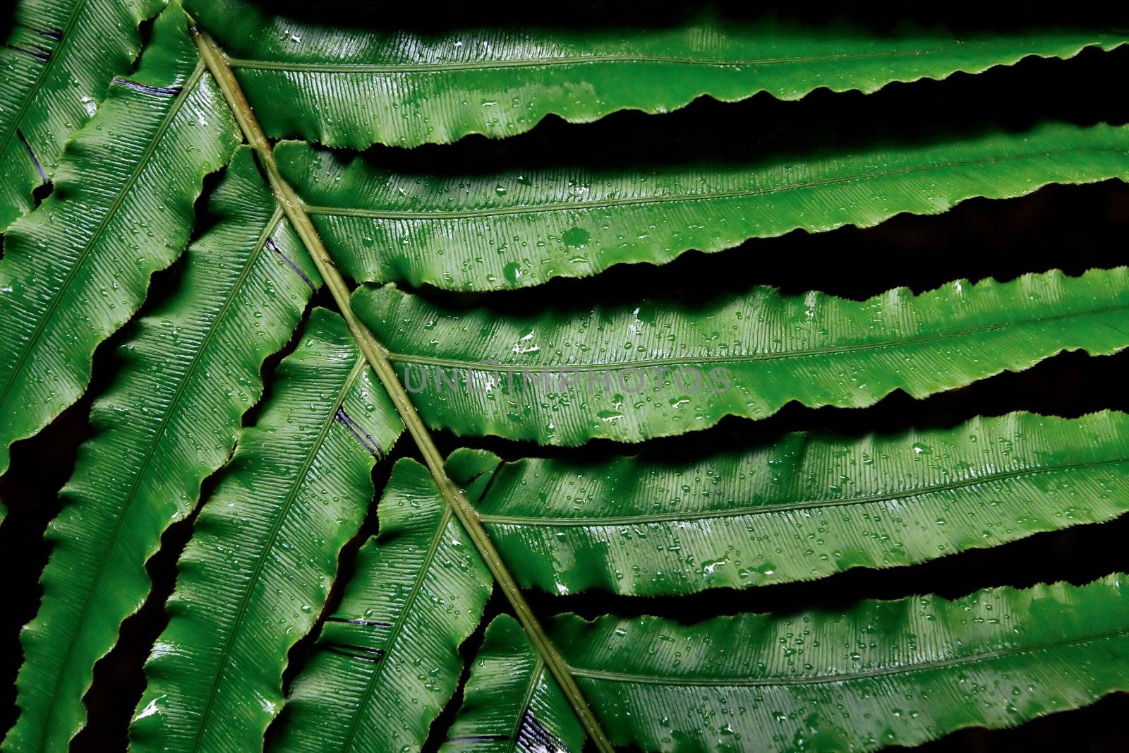 Large fern leaf in a rainforest of New Zealand's North Island.
