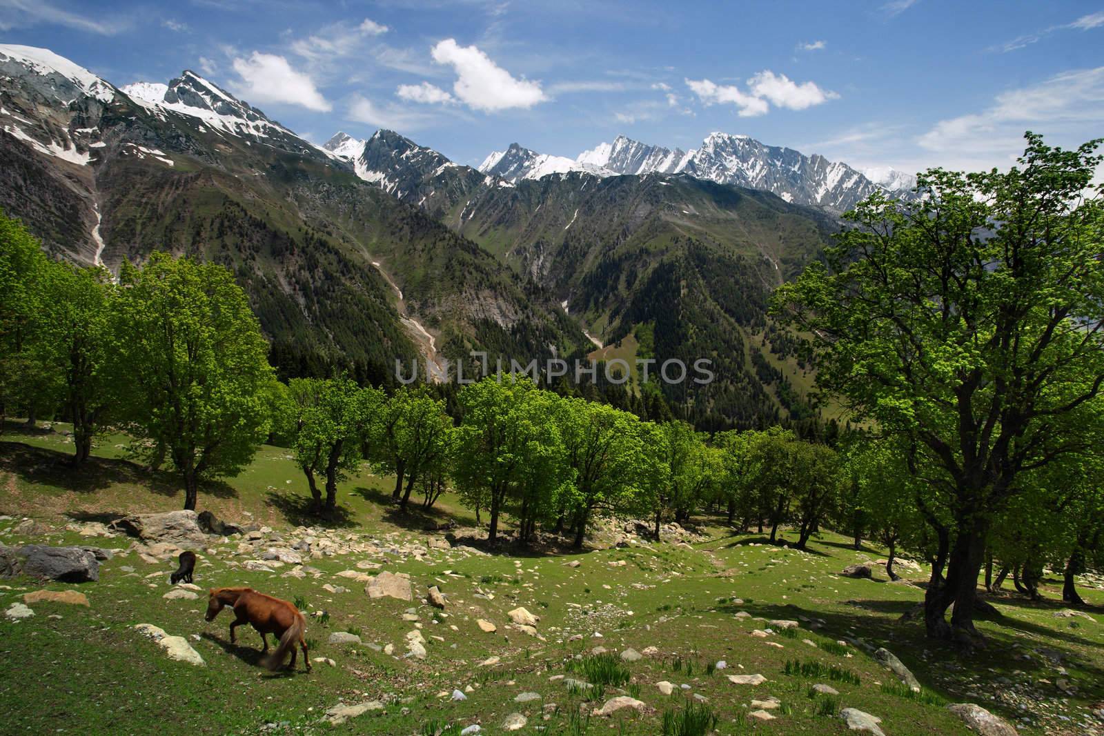 A wild horse grazing in a valley between the Himalayas in Kashmir.
