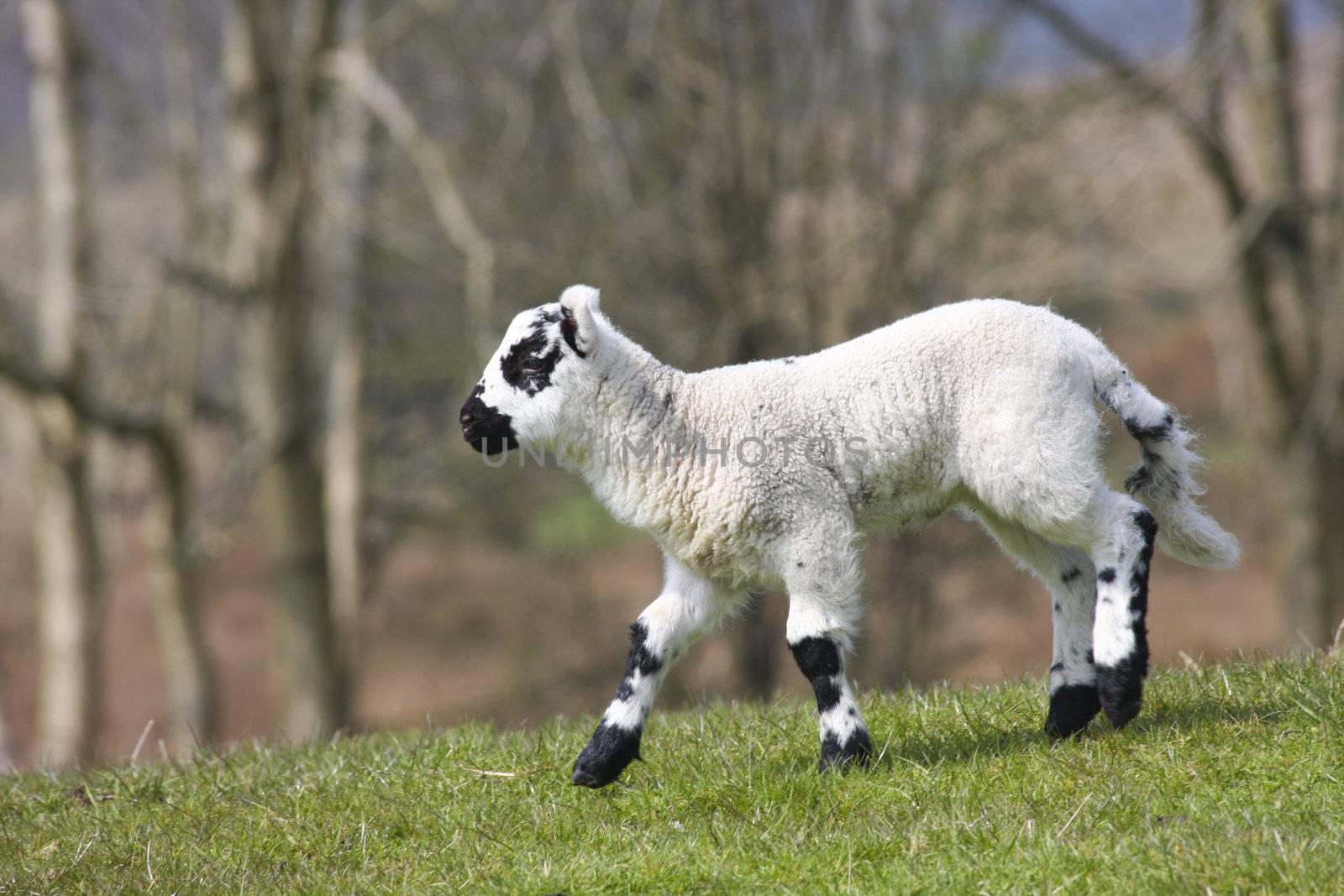 New born lamb running in a green field, black and white markings