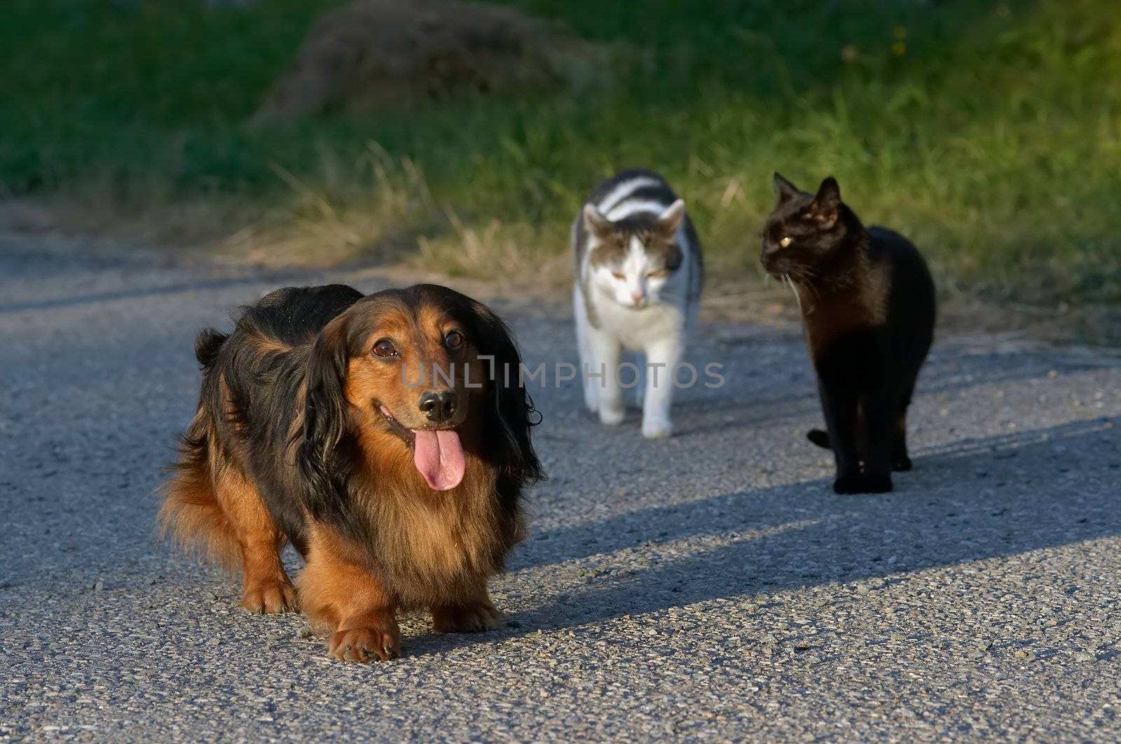 Snapshot of a dog and cats.
