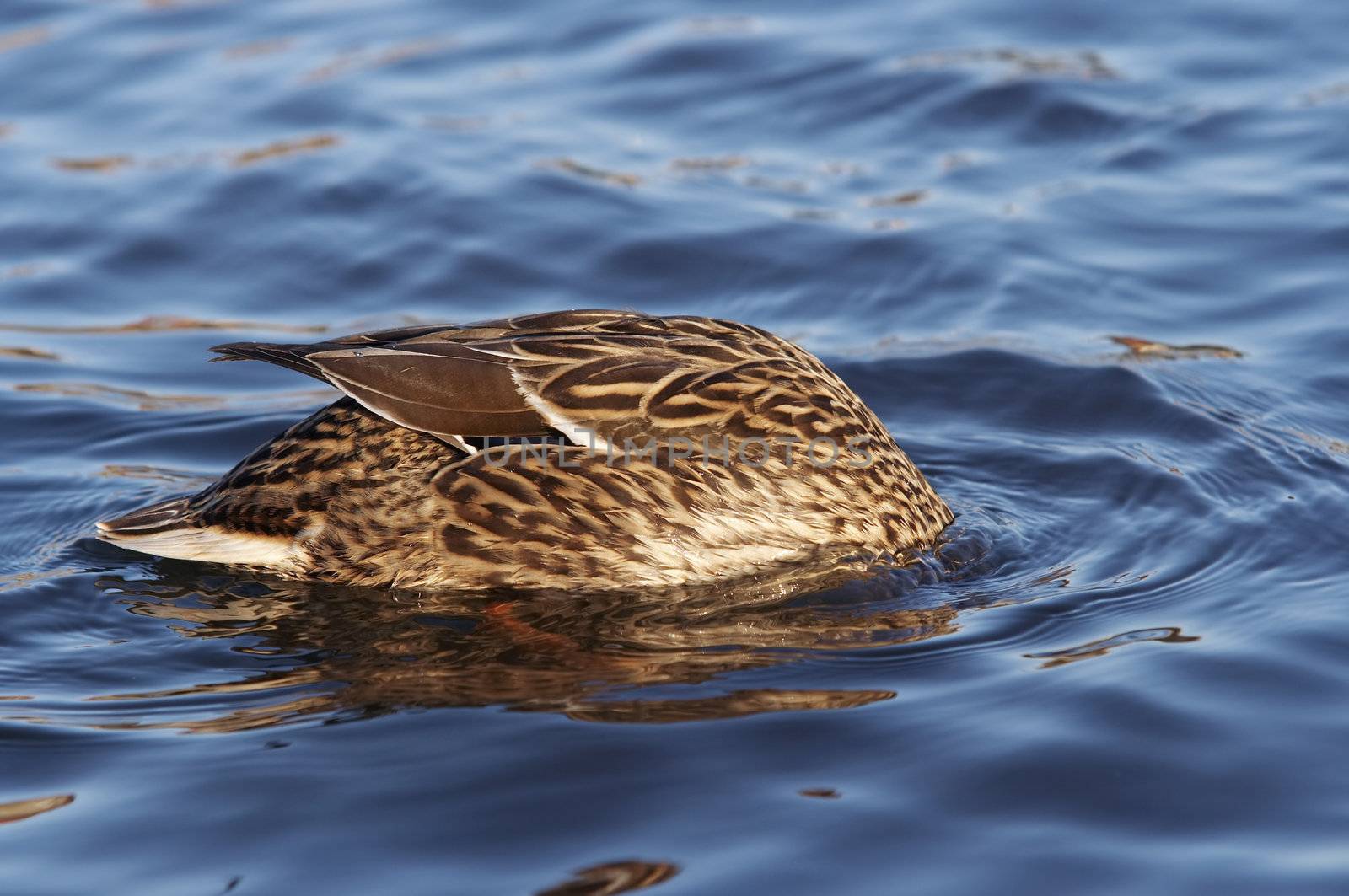 Shot of the hunting wild duck on the water - head underwater - mallard like a buoy