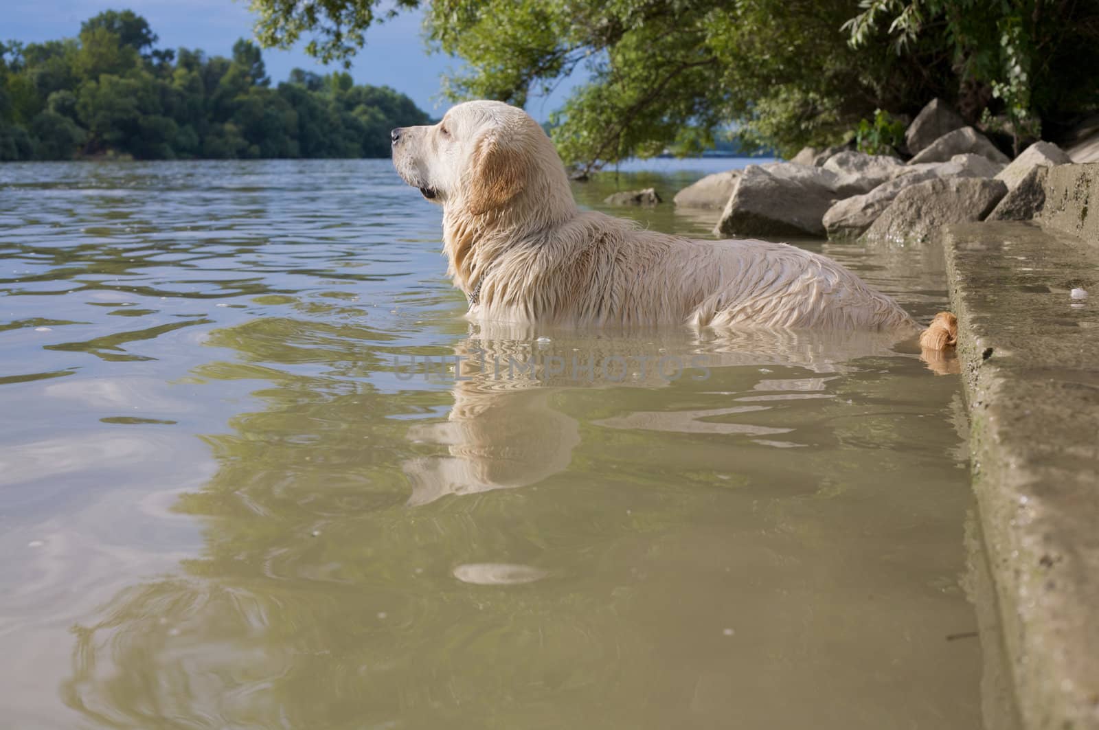A young golden retriever in the Danube.