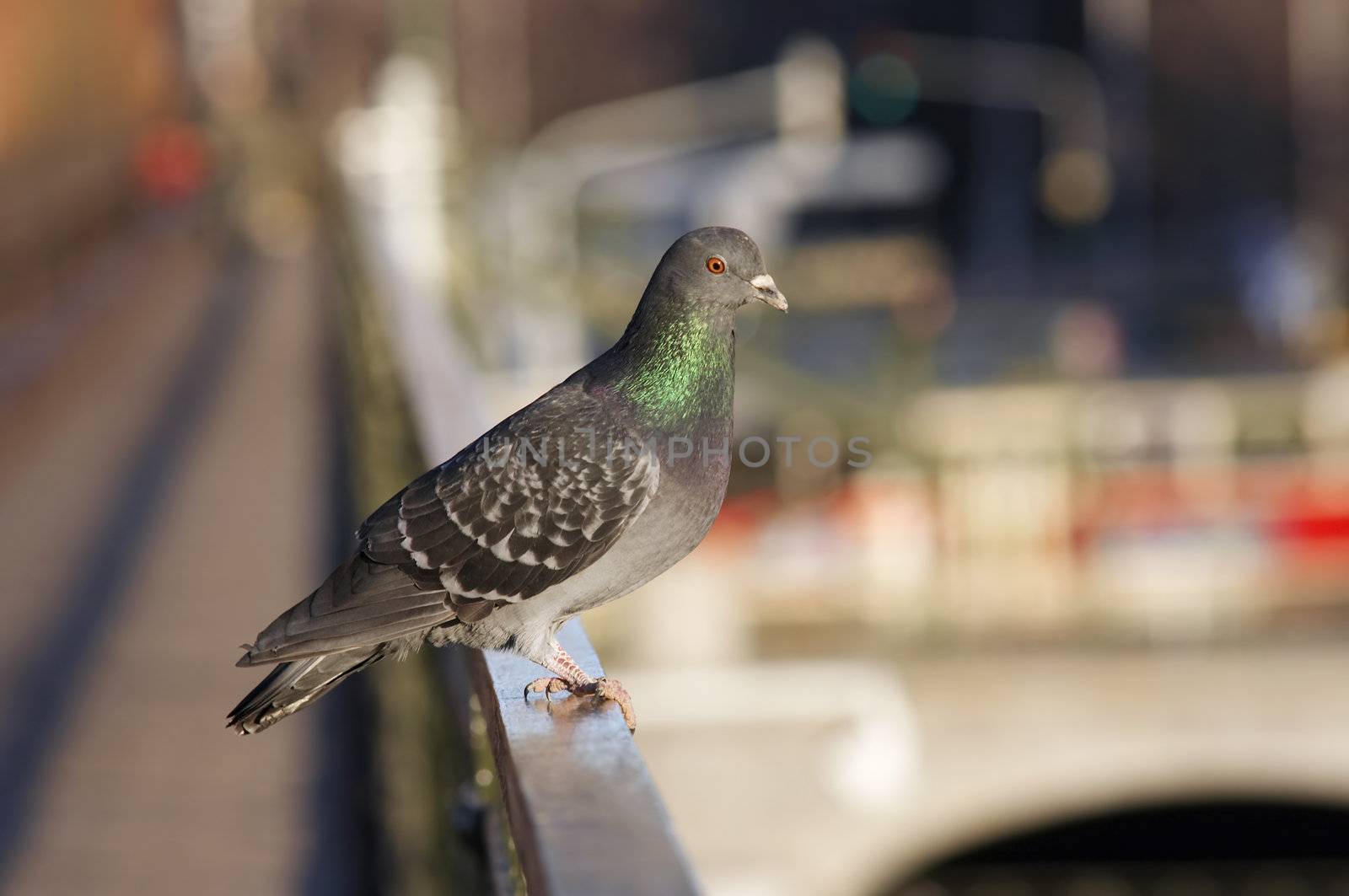 Humorous shot of the dove - keeper of the city traffic - supervise