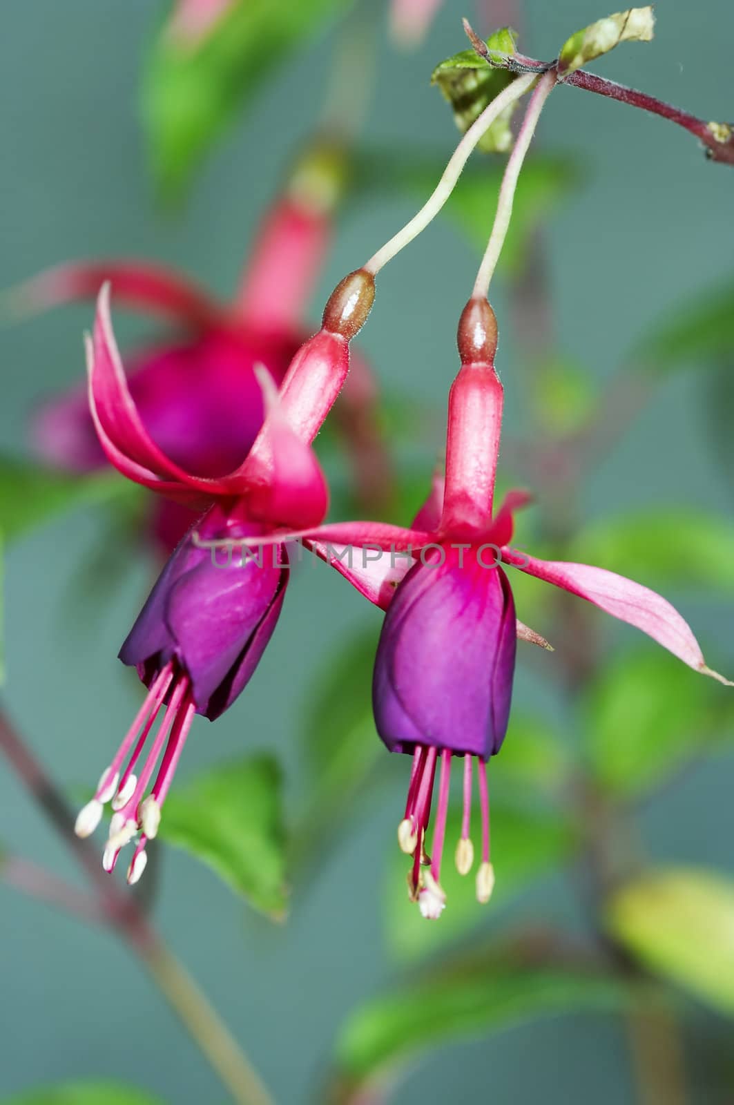 Detail of the bloom of fuchsia