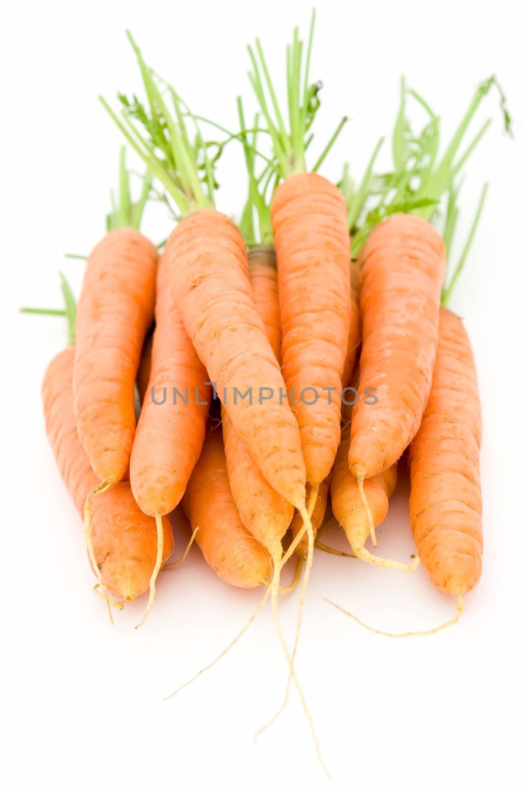 Much fresh carrots on a white background