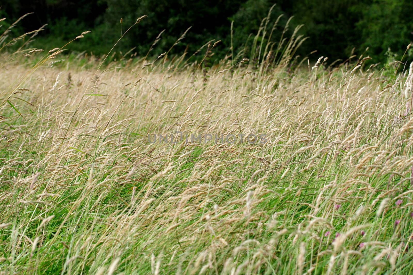 meadow grass background by mitzy