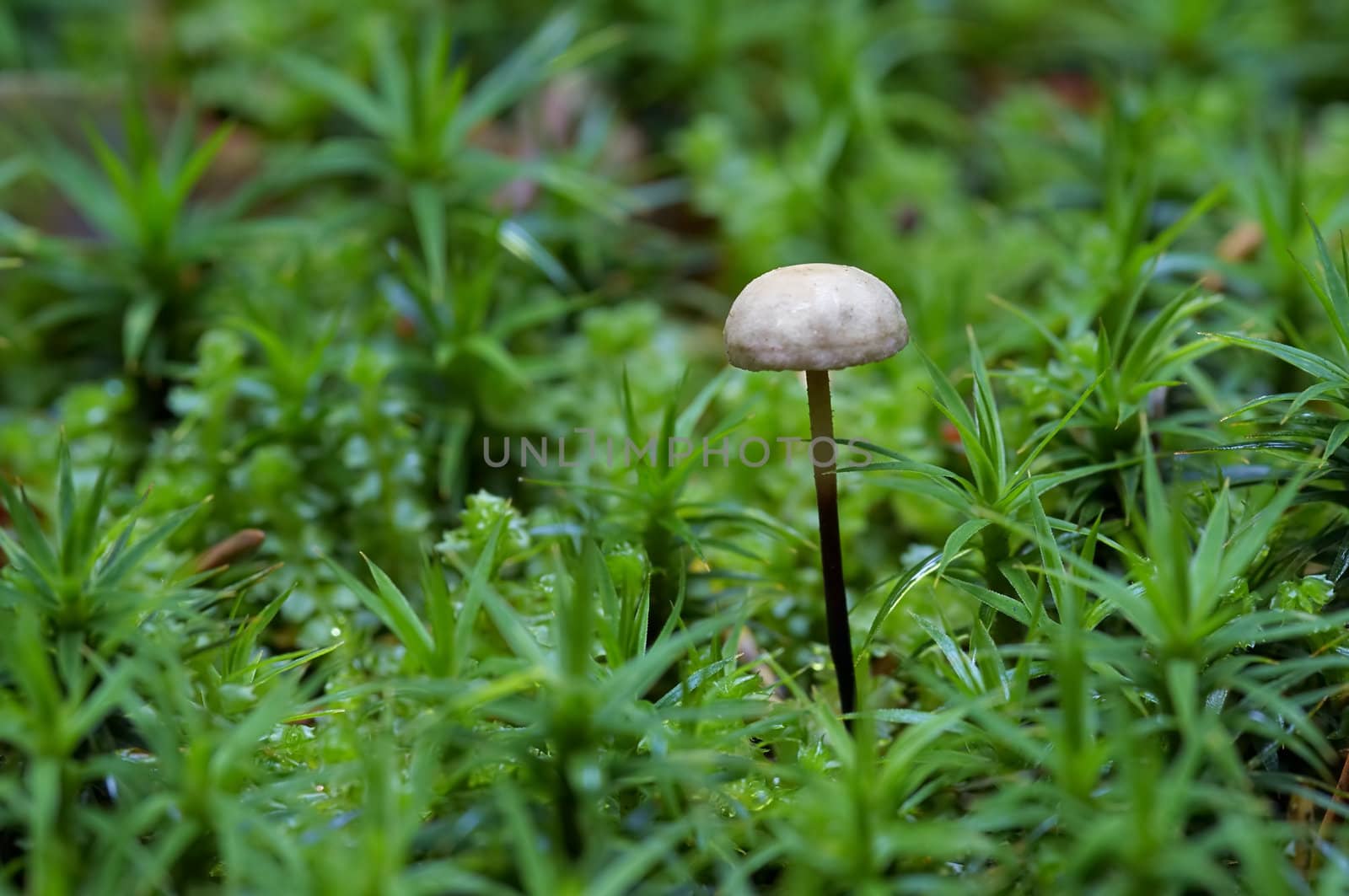 Detail of the garlic marasmius - inedible mushroom