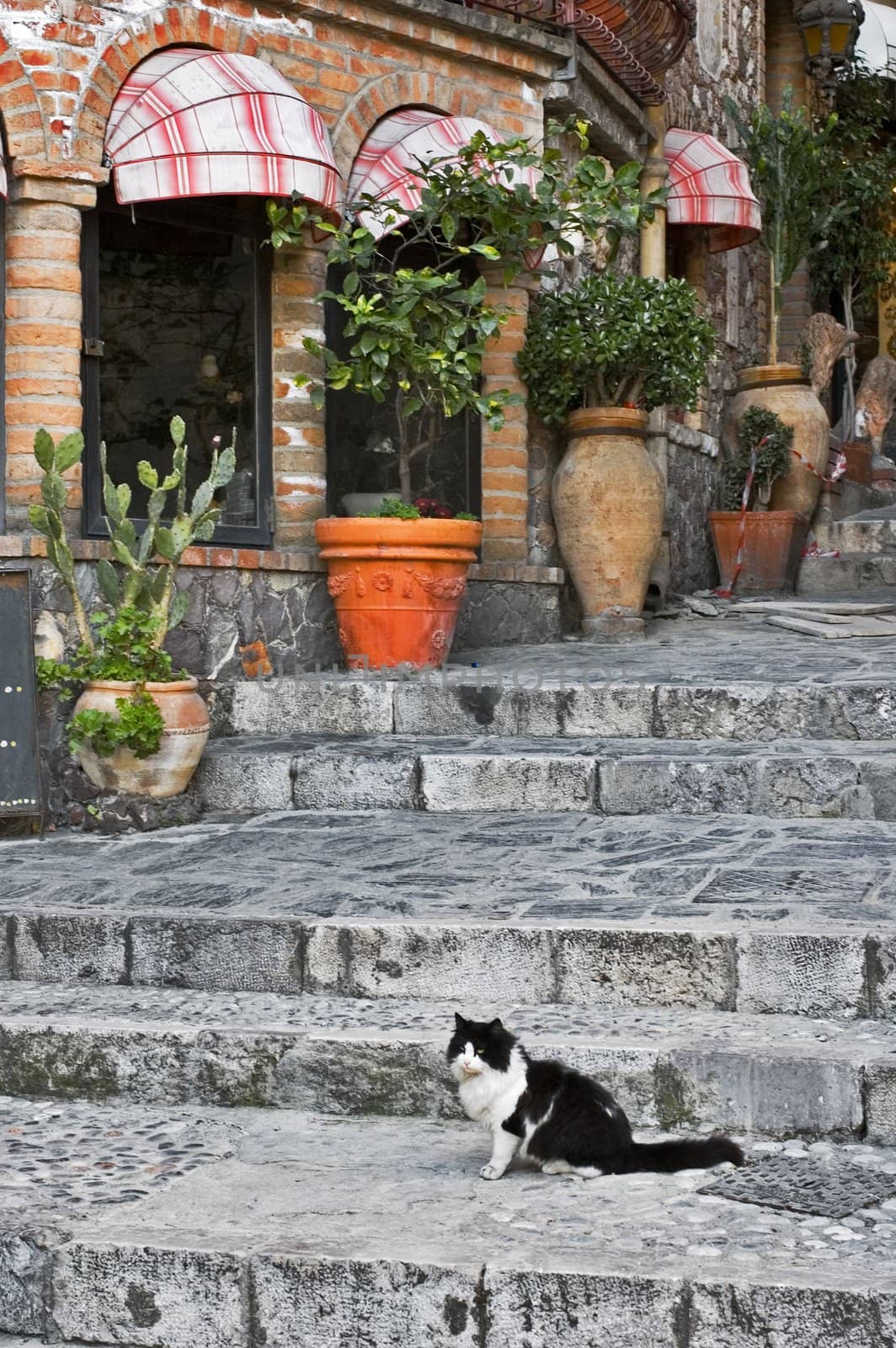 Cat sitting on stone steps in Italian alley