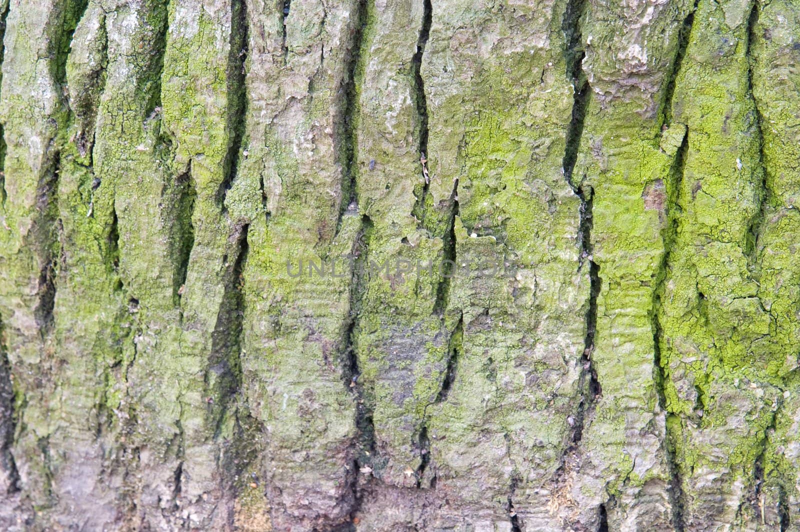 green spruce bark by lilsla