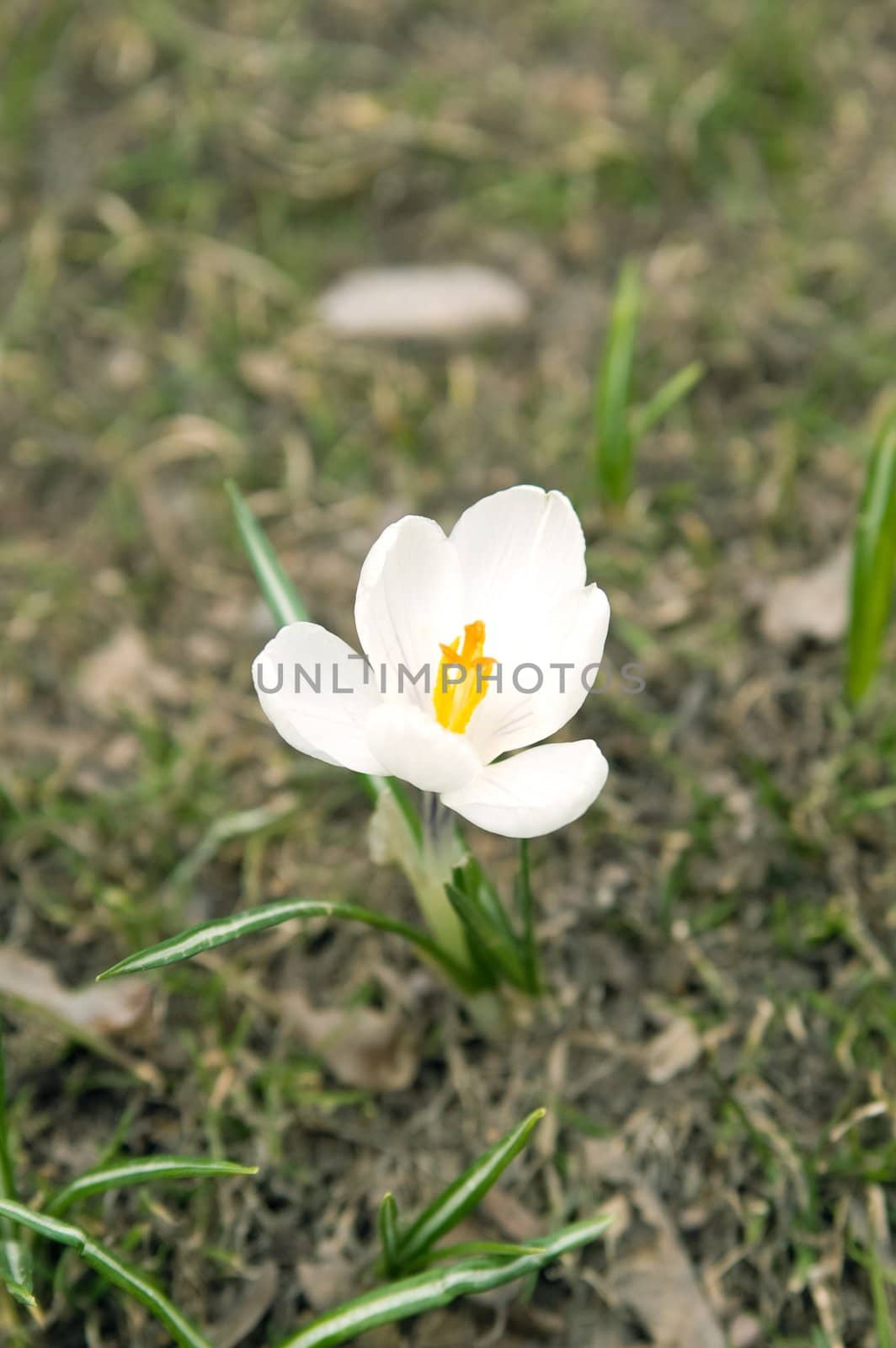 First spring flower (white crocus on green background)