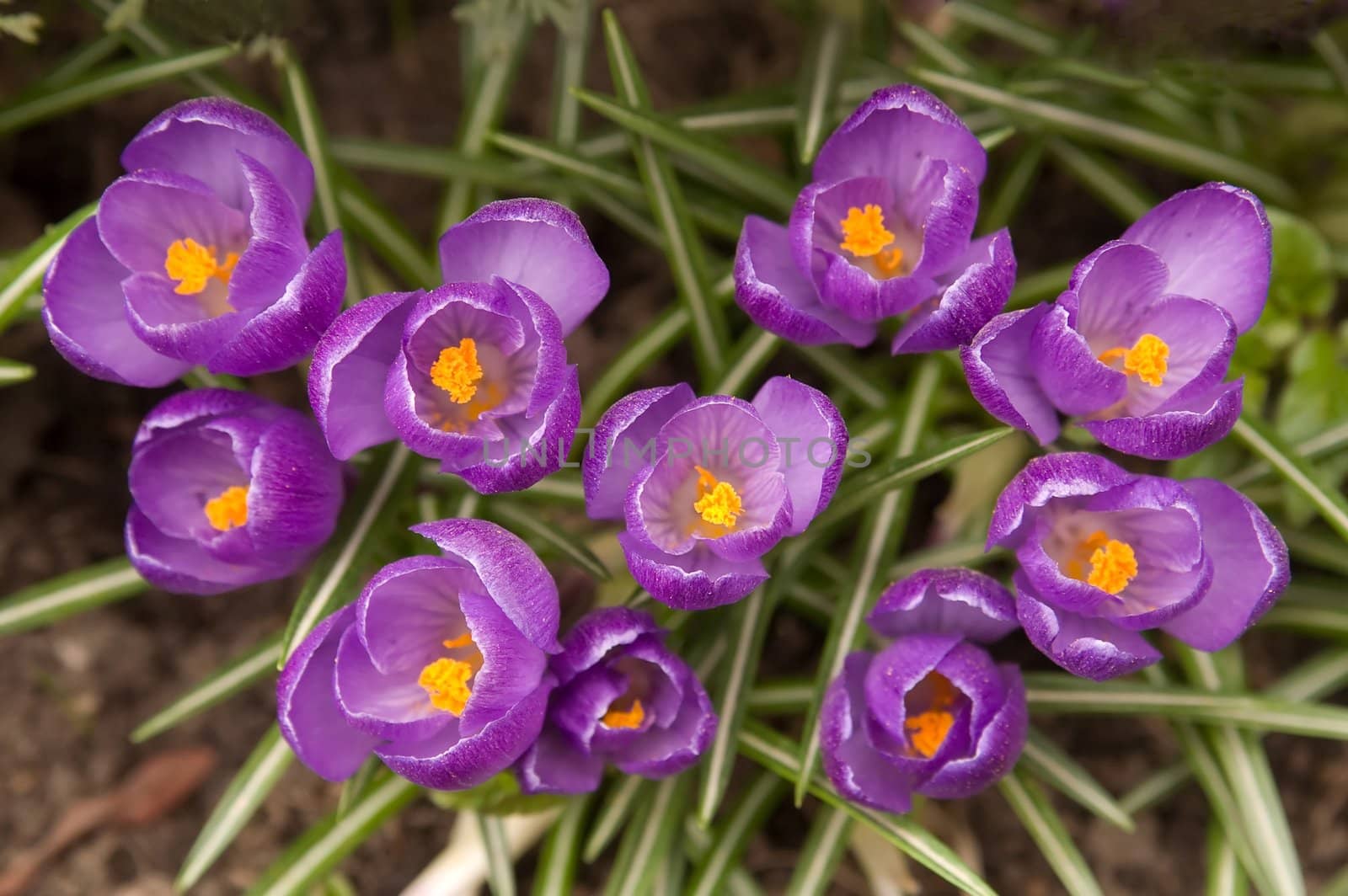Purple crocuses (spring background)