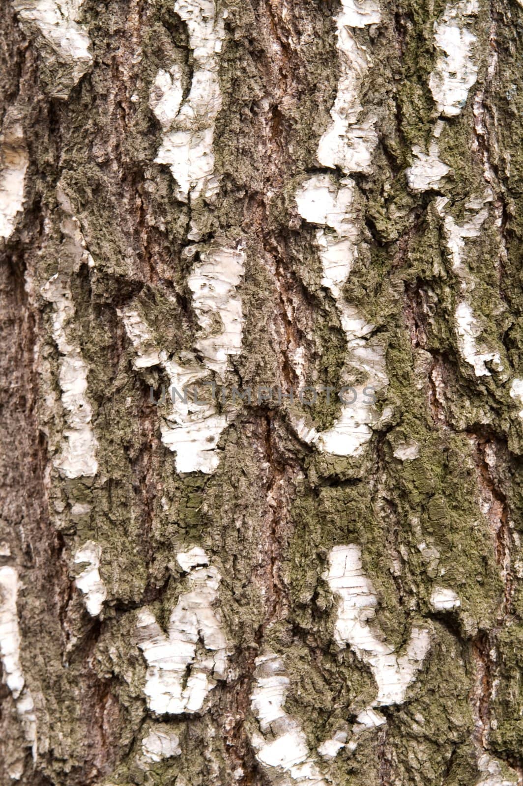 Black and white birch bark