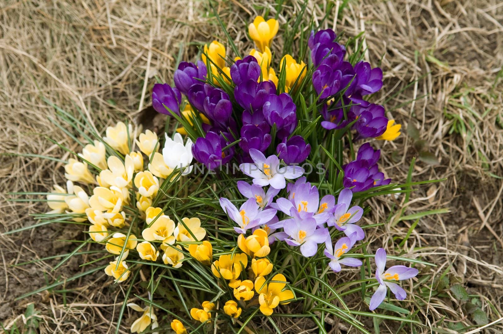Yellow, blue, purple and white crocuses (spring background)