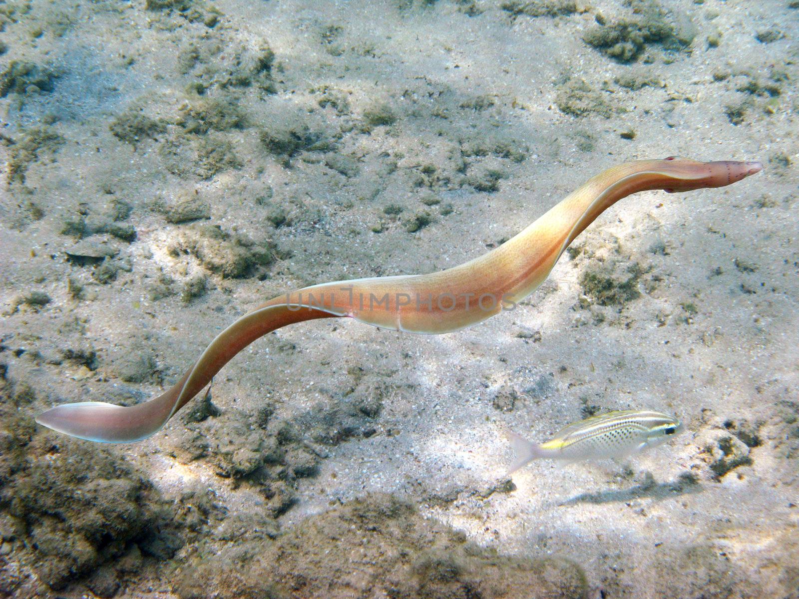 Grey morey eel by vintrom