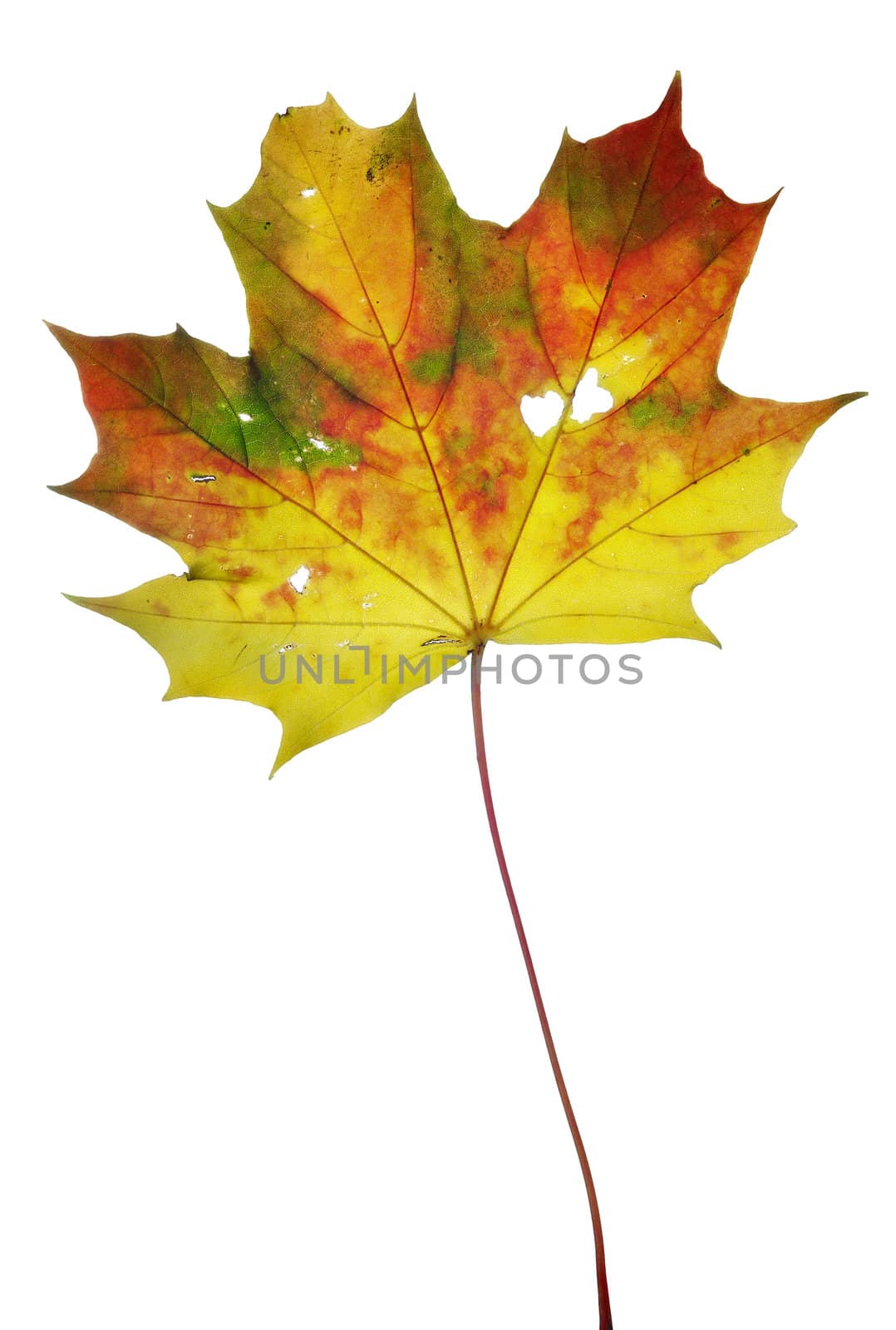 Detail (close-up) of the autumn leaf