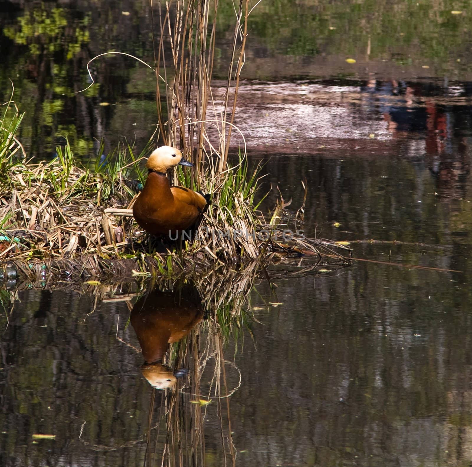 Orange duck reflected in water by lilsla