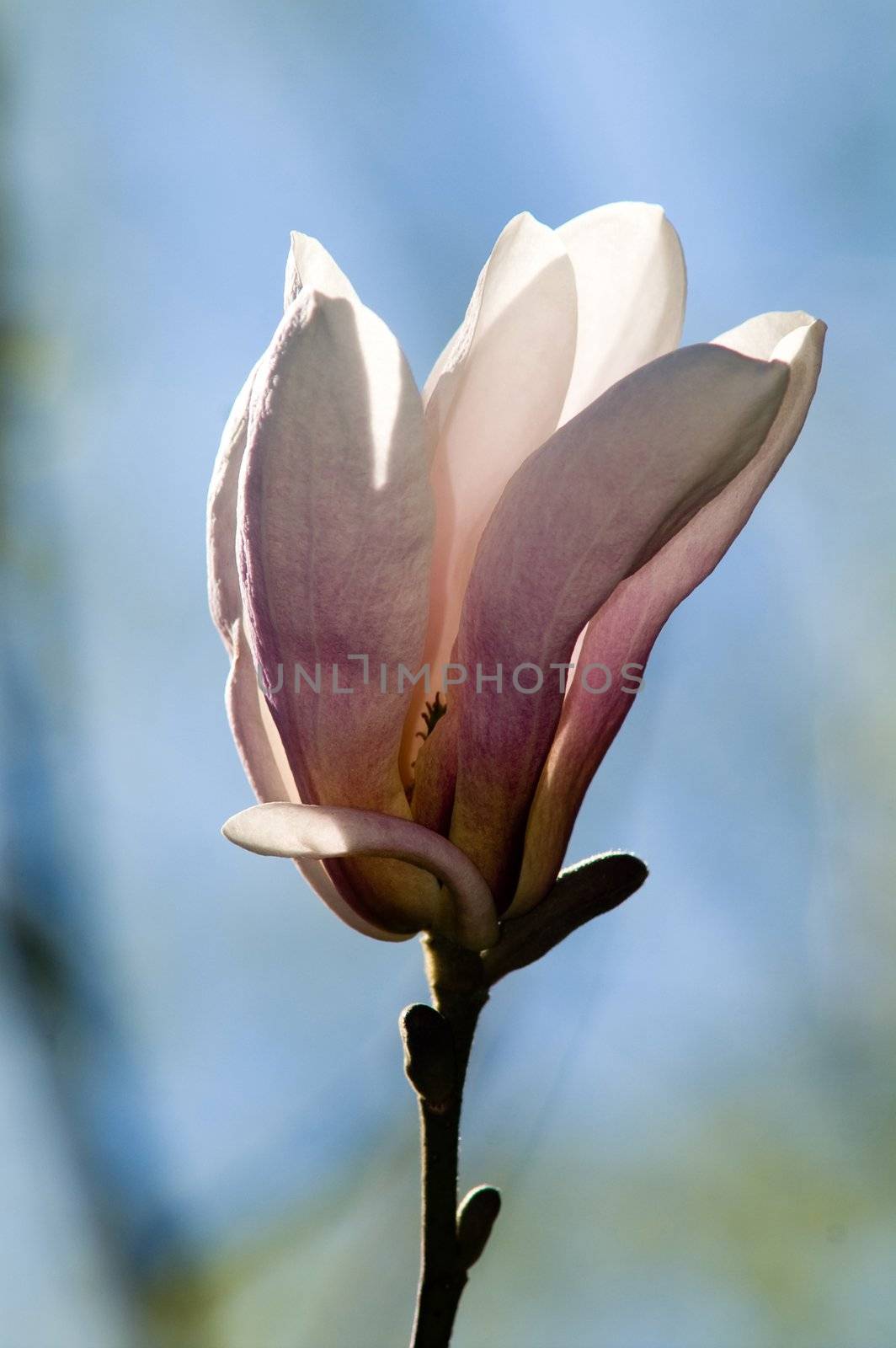 Pink magnolia on a sunny day