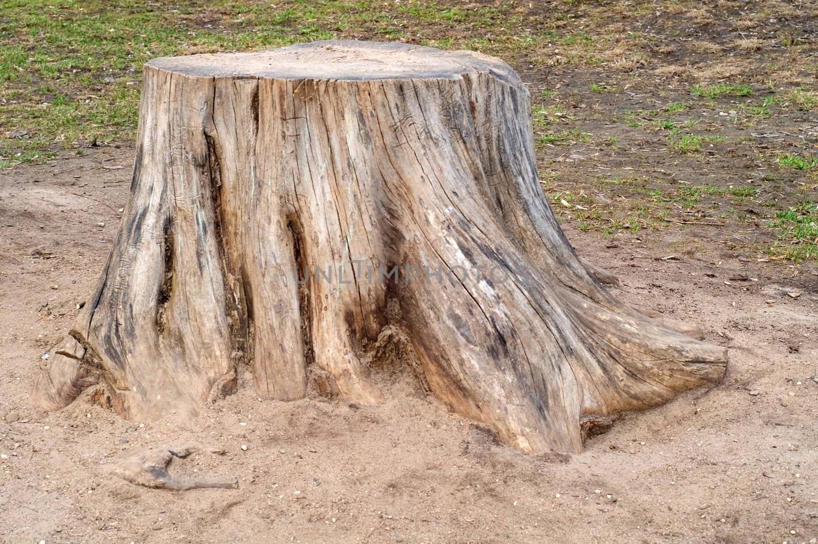Old stump by lilsla