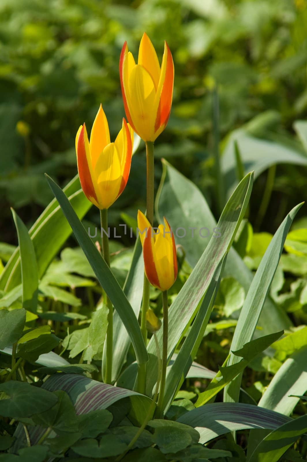 Striped yellow and red tulip by lilsla