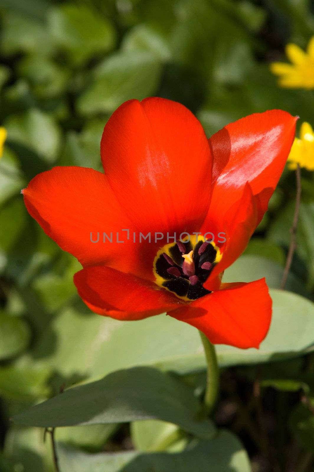 Red tulip in sunny day by lilsla