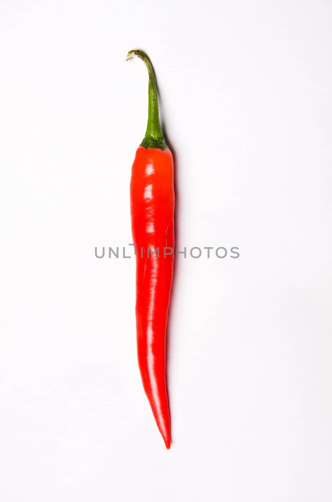 One chili pepper, red on white background